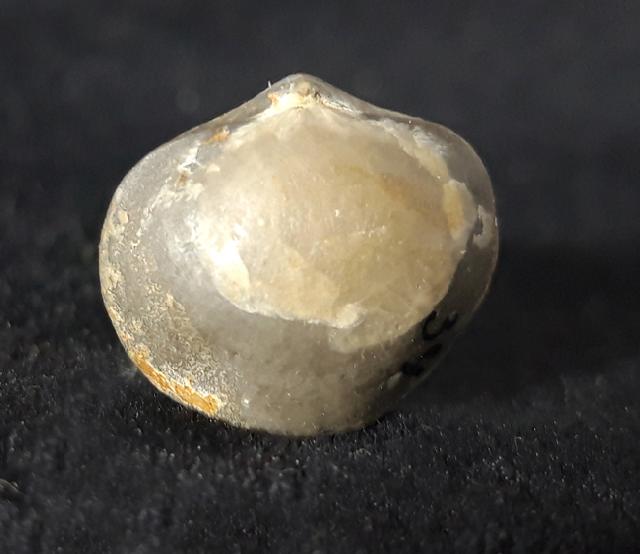 Acromeristina tchadanica KULKOV - Bild &copy; FossNet FossilienStore